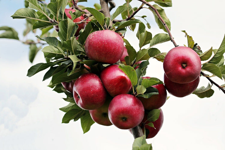 Fotobehang Close up apple tree