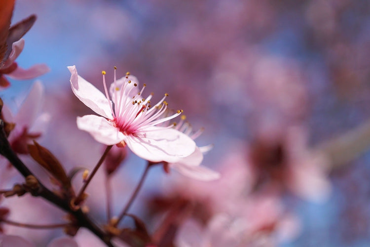 Fotobehang Close up cherry blossom
