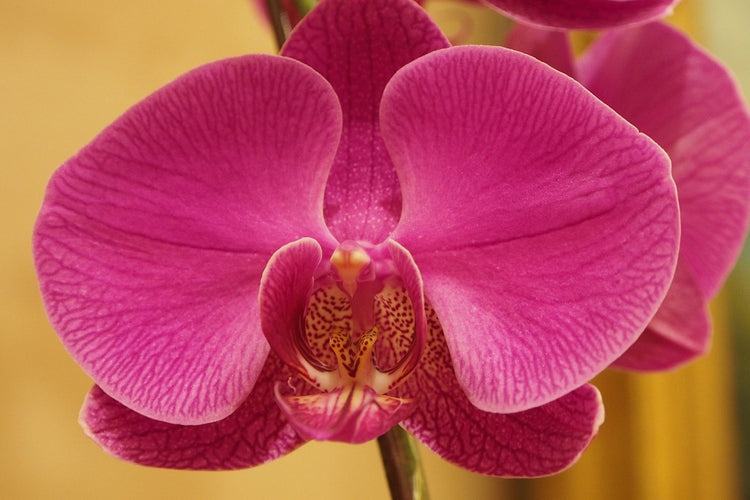 Fotobehang Close up orchid in pink