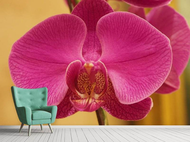 Fotobehang Close up Orchidee in roze