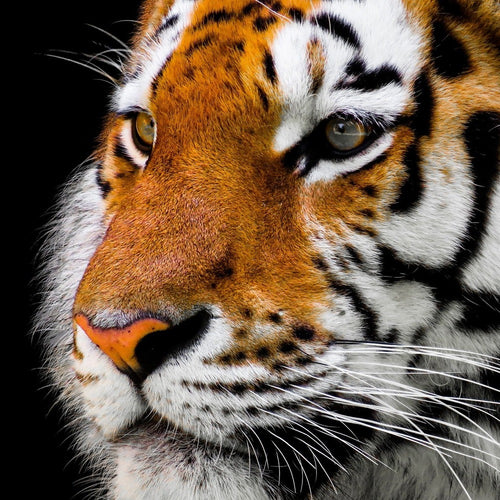 Fotobehang Close up tiger head