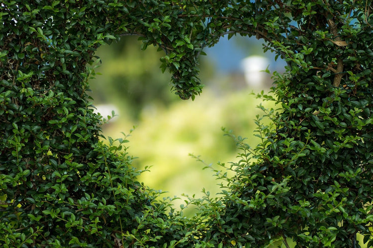 Fotobehang The heart in the hedge