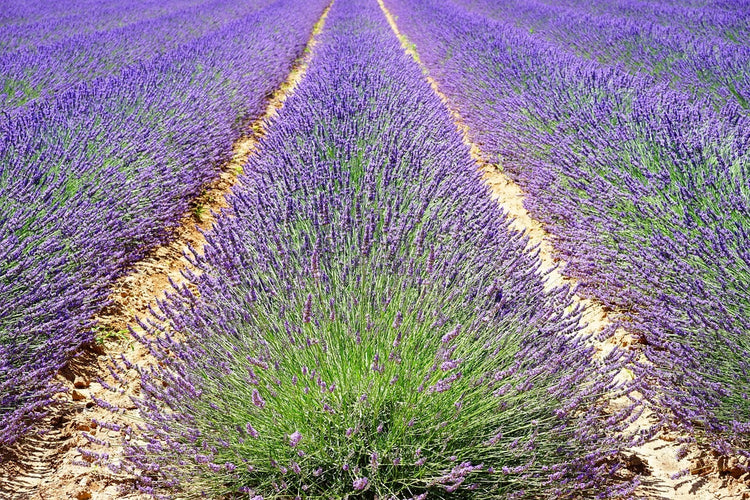 Fotobehang The lavender field