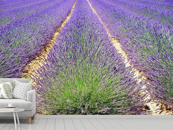 Fotobehang Het Lavendel Veld
