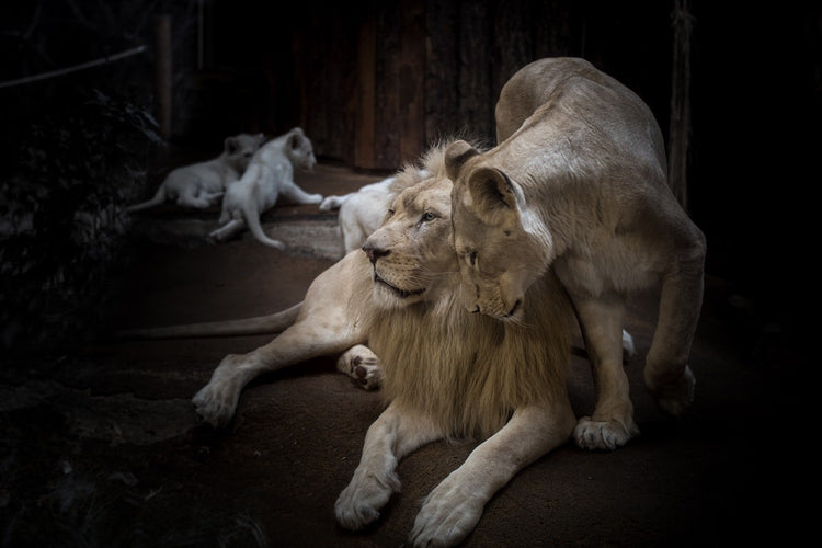 Fotobehang The lion couple