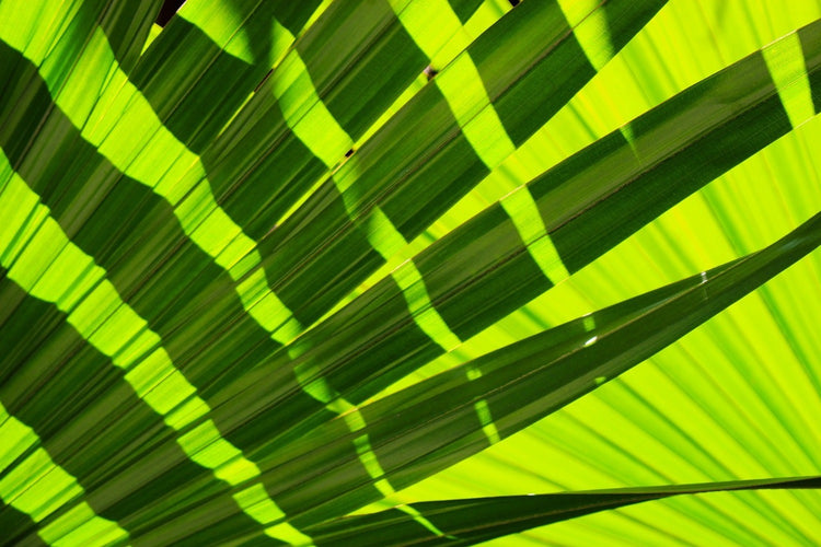 Fotobehang The palm leaf in XL