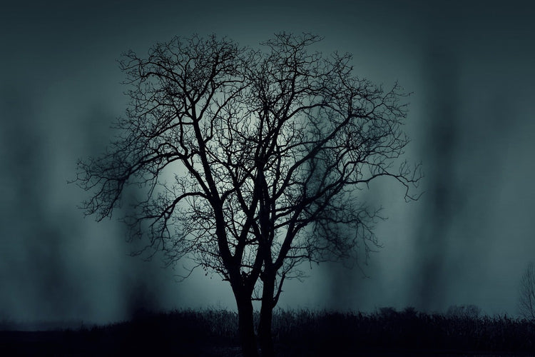 Fotobehang The tree in darkness