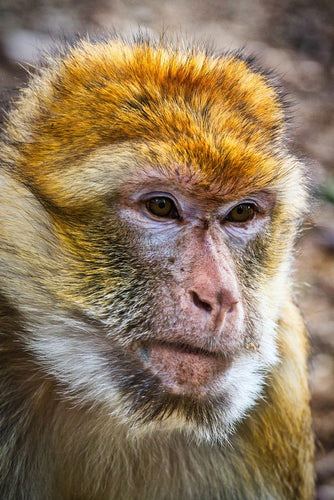 Fotobehang The Barbary macaque