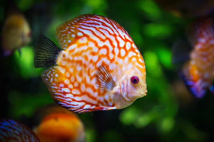 Fotobehang The discus fish