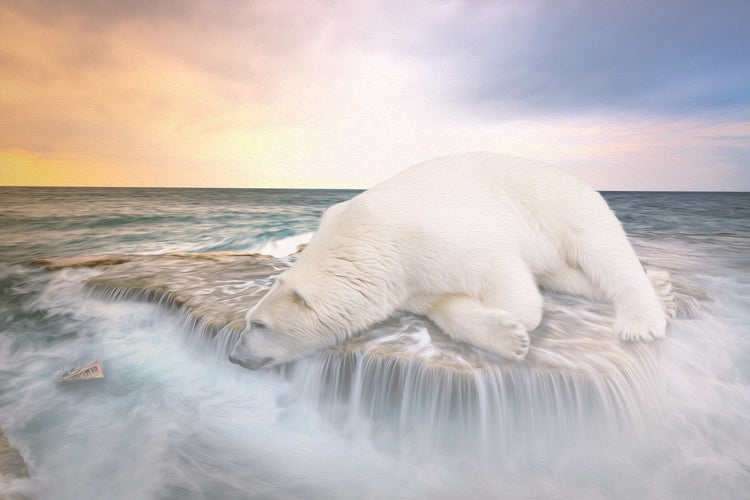 Fotobehang The polar bear and the sea