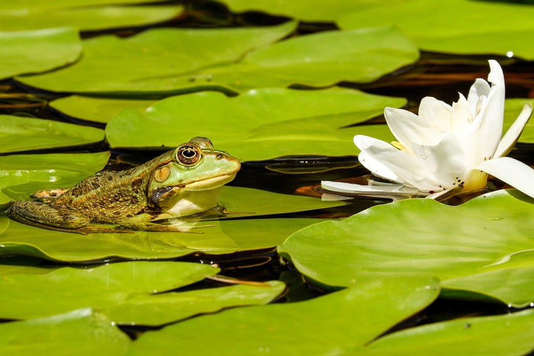 Fotobehang The frog and the water lily