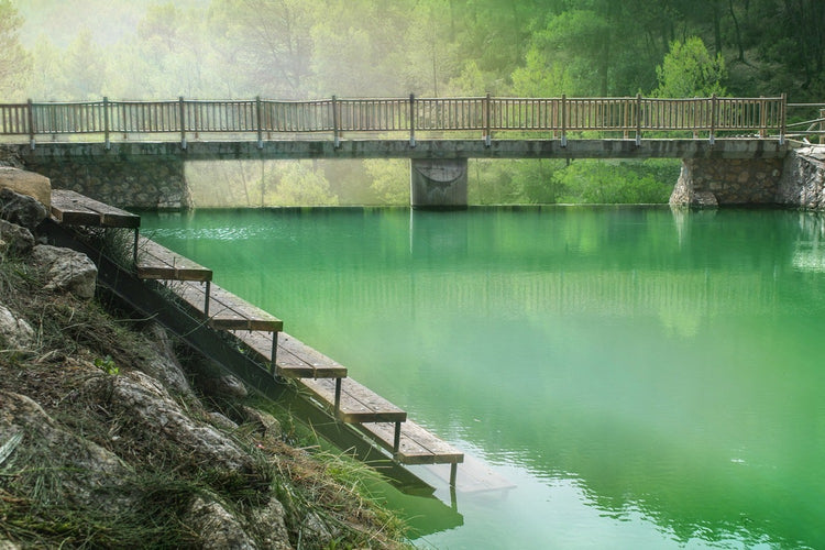 Fotobehang The green pond