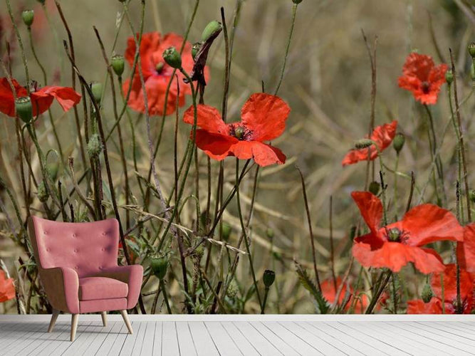 Fotobehang Klaprozen in de Natuur