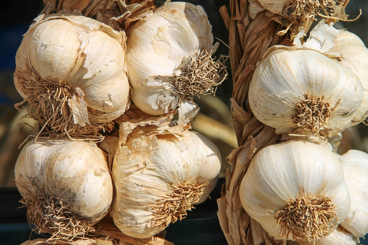 Fotobehang The garlic XL
