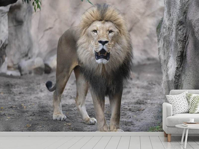 Fotobehang De leeuw en zijn koninkrijk