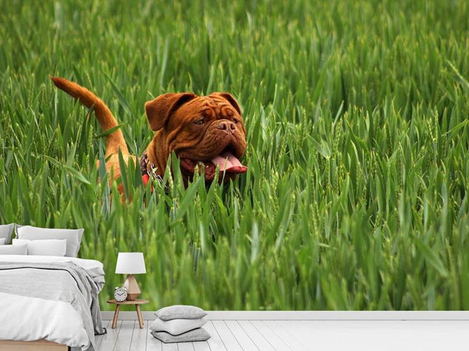 Fotobehang Mastiff in het gras