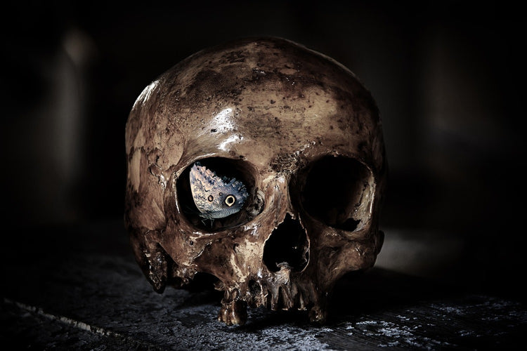 Fotobehang The skull