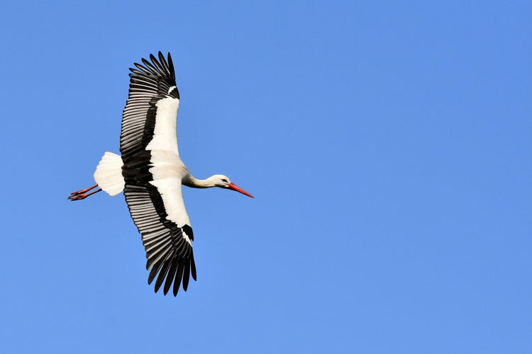 Fotobehang The stork in action