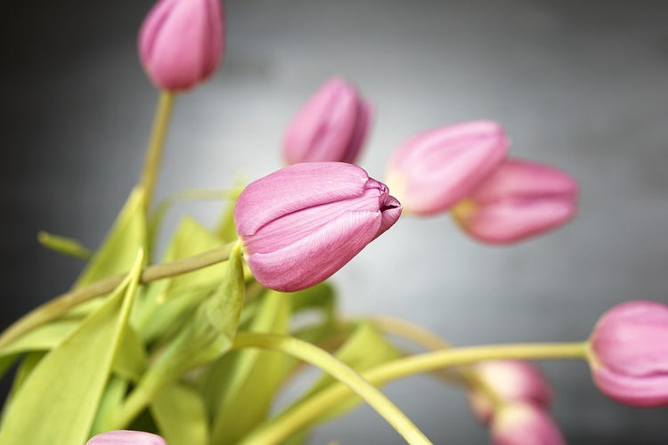 Fotobehang The tulip bouquet in pink