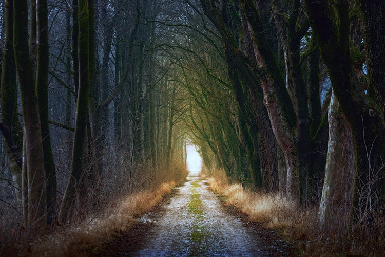 Fotobehang The tree avenue