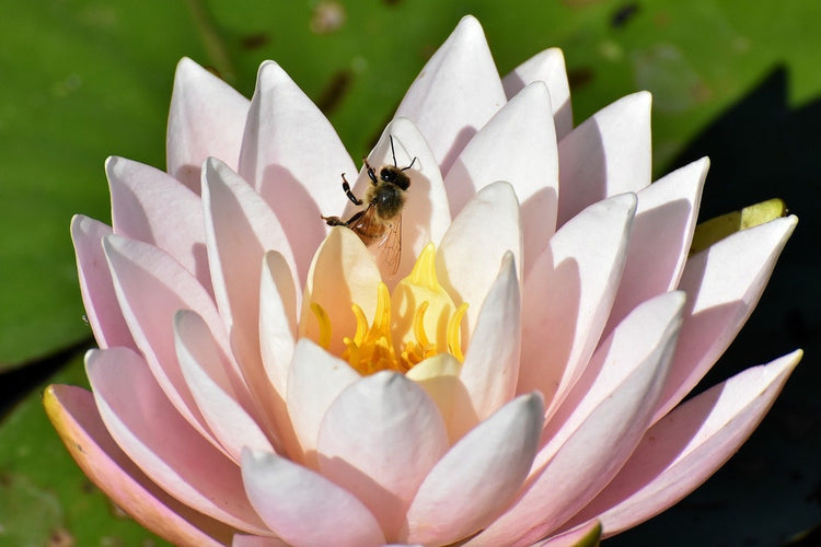 Fotobehang The bee on the water lily