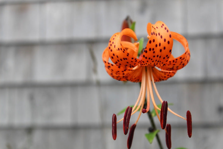 Fotobehang The blossom of the Tiger Lily