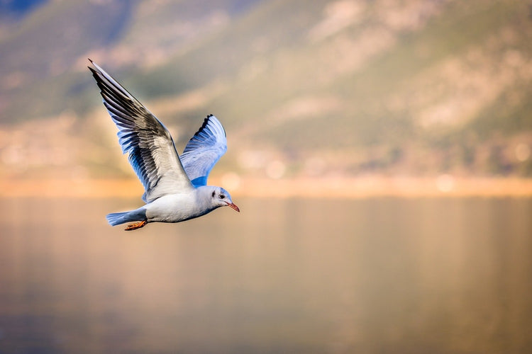 Fotobehang The flying seagull