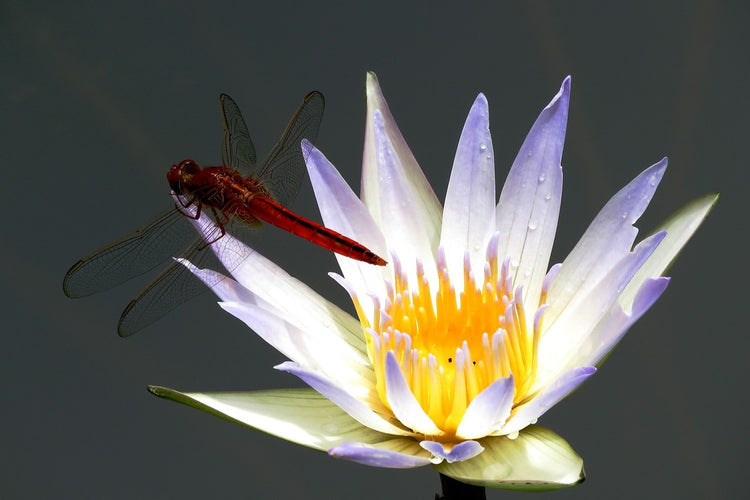 Fotobehang The dragonfly on the flower