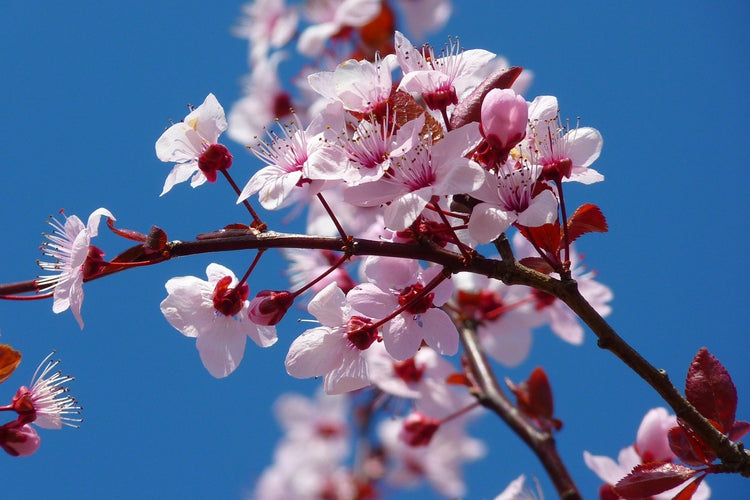 Fotobehang The almond blossom