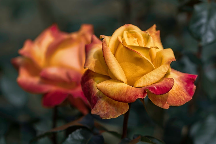 Fotobehang The rose in the garden