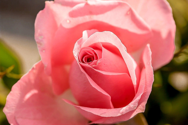 Fotobehang The rose in pink