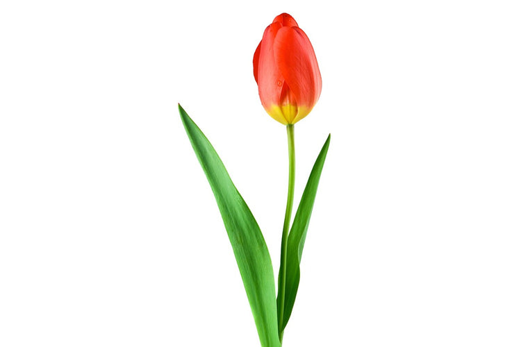 Fotobehang The proud tulip