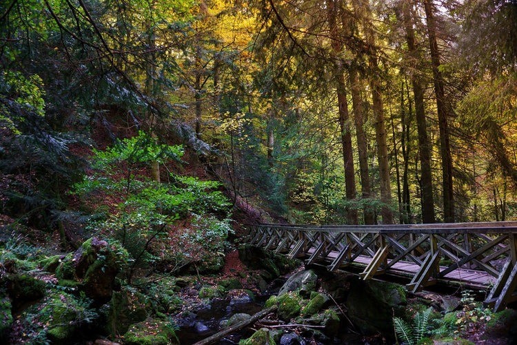 Fotobehang The forest bridge