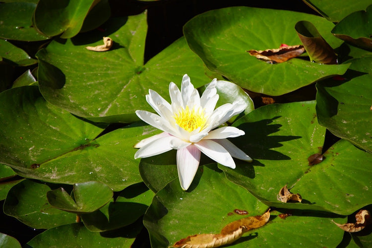 Fotobehang The white water lily