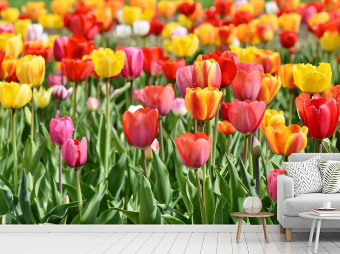 Fotobehang Een kleurvol tulpenveld, Nederland