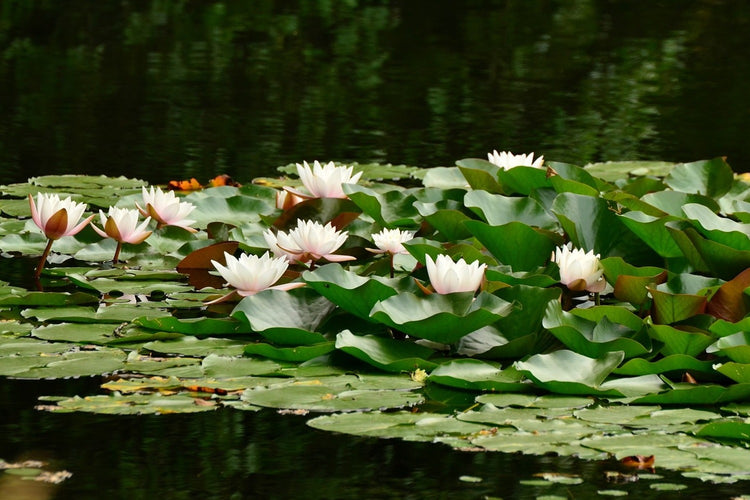 Fotobehang A field full of water lilies