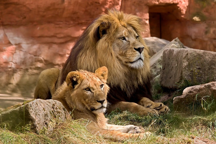 Fotobehang A lion couple