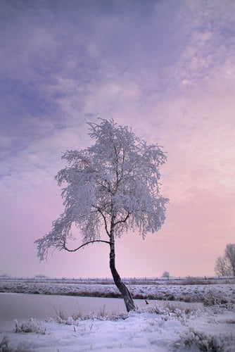 Fotobehang A winter tree