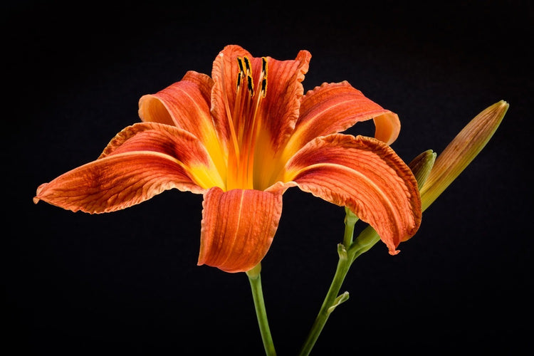 Fotobehang A lily flower in orange