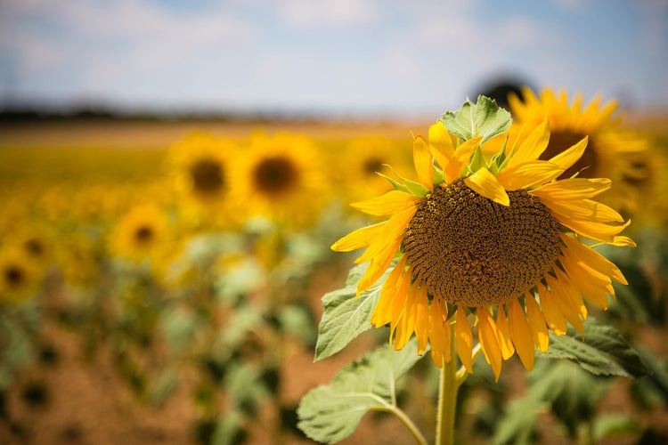 Fotobehang A sunflower in the field