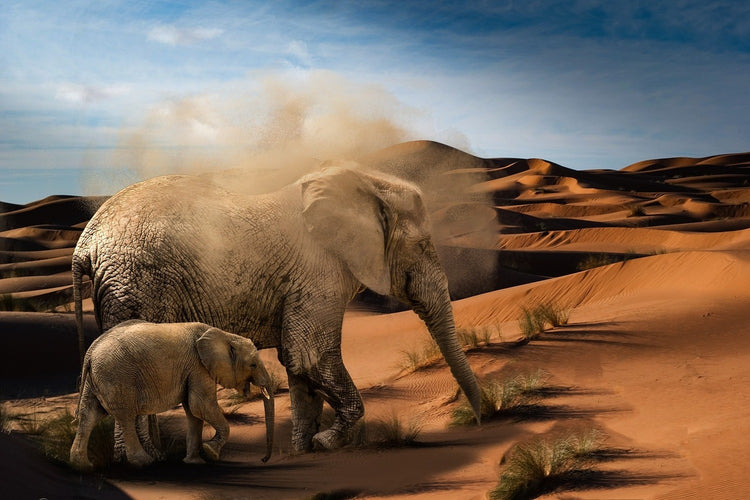 Fotobehang Elephants in the desert