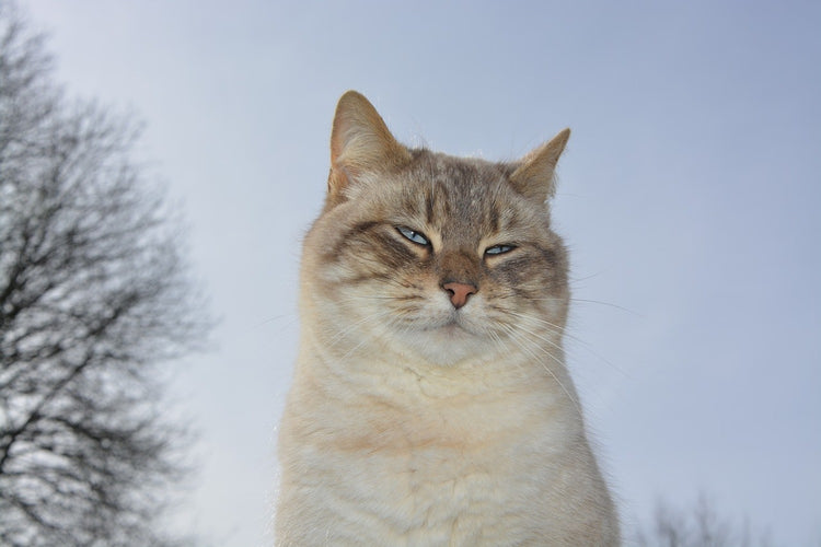 Fotobehang Relaxed cat in the nature