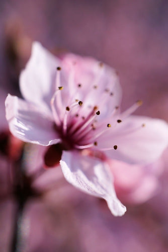 Fotobehang Adorable cherry blossom
