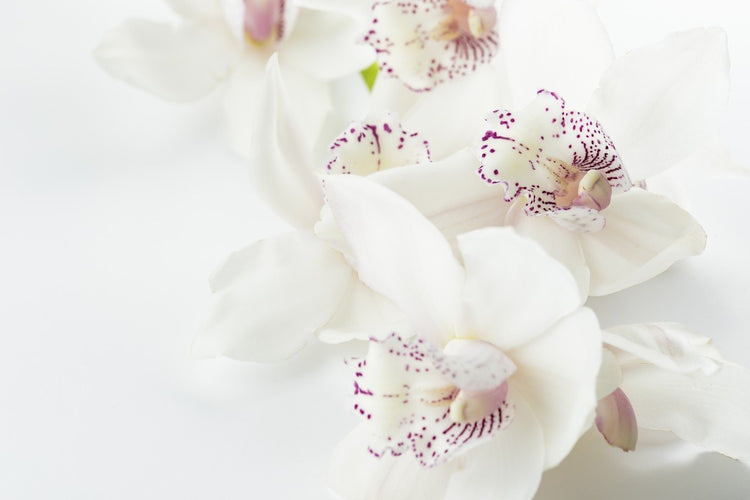 Fotobehang Fantastic orchids