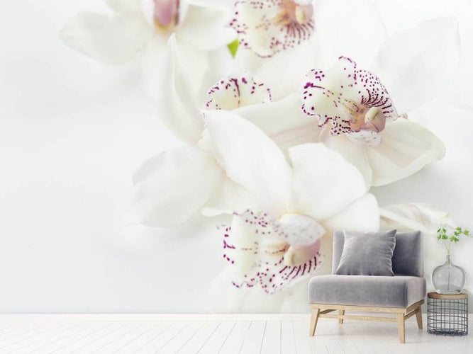 Fotobehang Witte Orchideeën