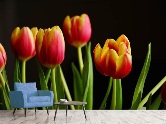 Fotobehang Gekleurde Tulpen