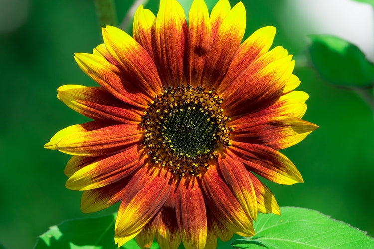 Fotobehang Colorful sunflower