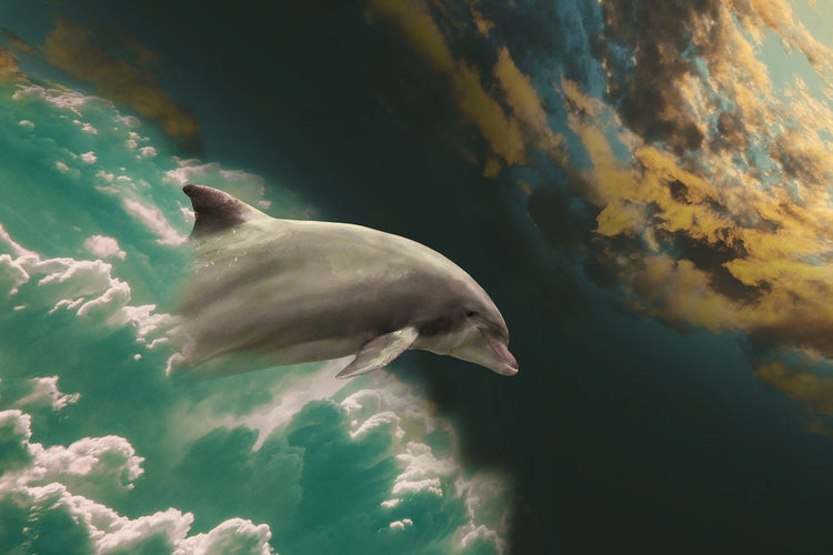 Fotobehang Fascination dolphin