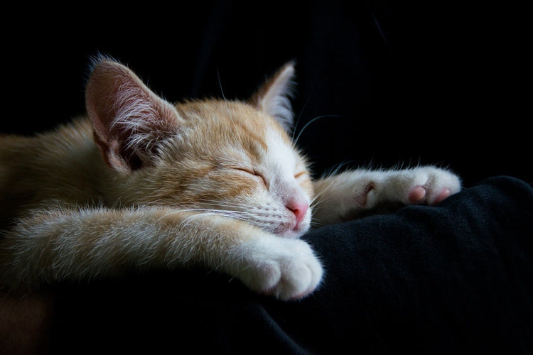 Fotobehang Lazy cat