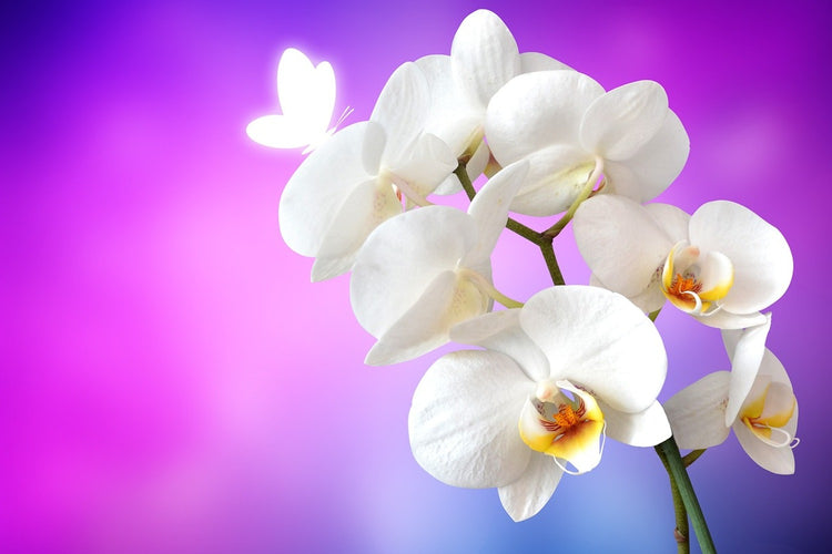 Fotobehang Flower Power Orchid